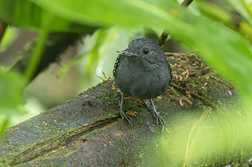 Spot-winged Antbird (Myrmelastes leucostigma), photo 3