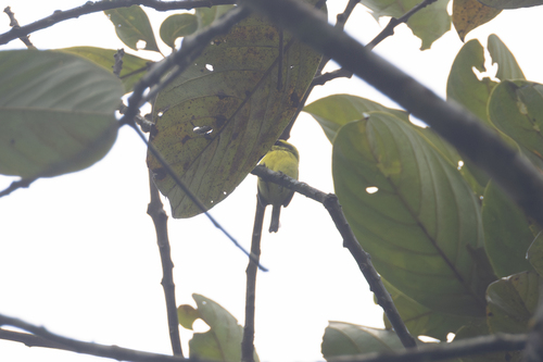 Yellow-browed Tody-Flycatcher (Todirostrum chrysocrotaphum), photo 9