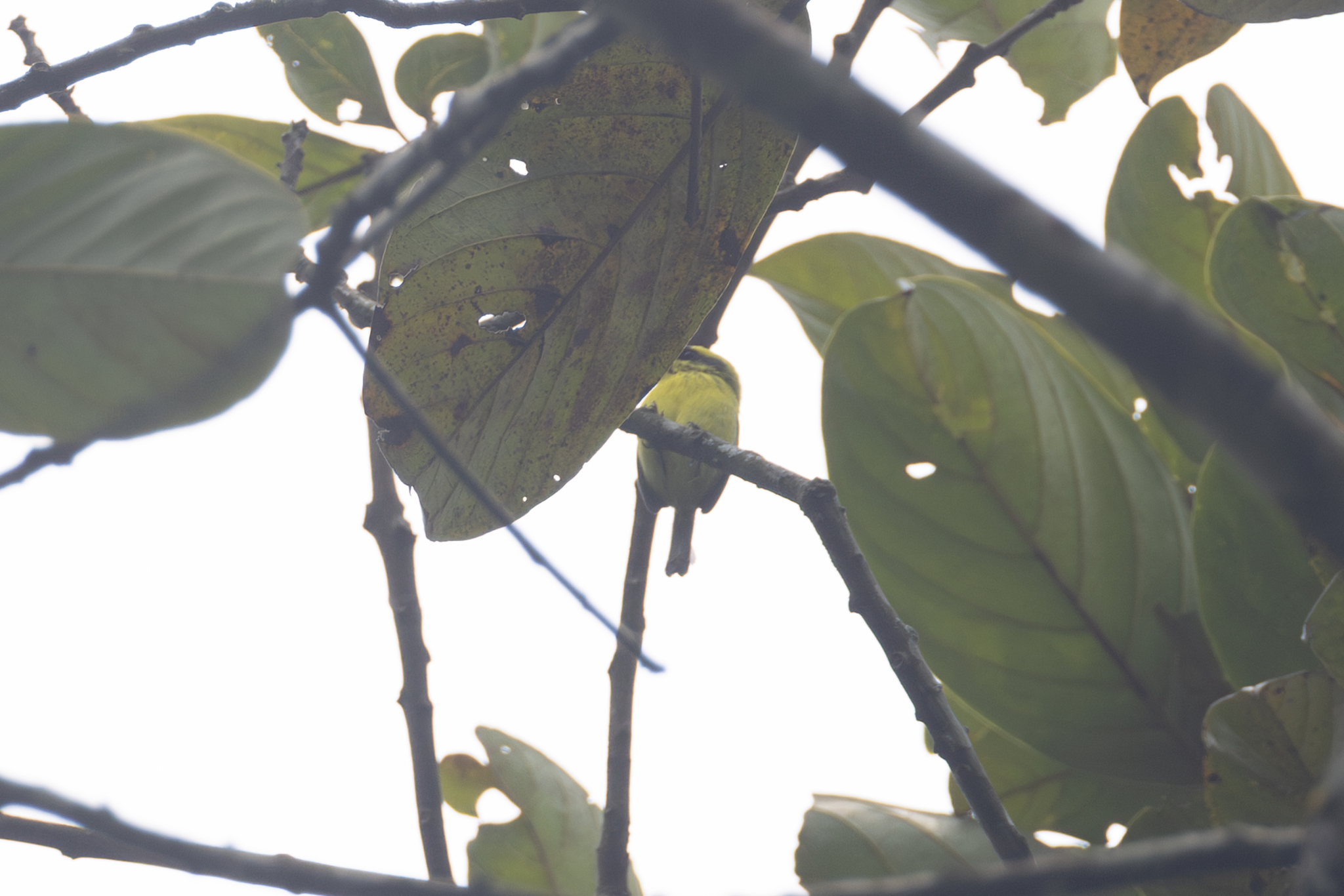 Yellow-browed Tody-Flycatcher (Todirostrum chrysocrotaphum), photo 9