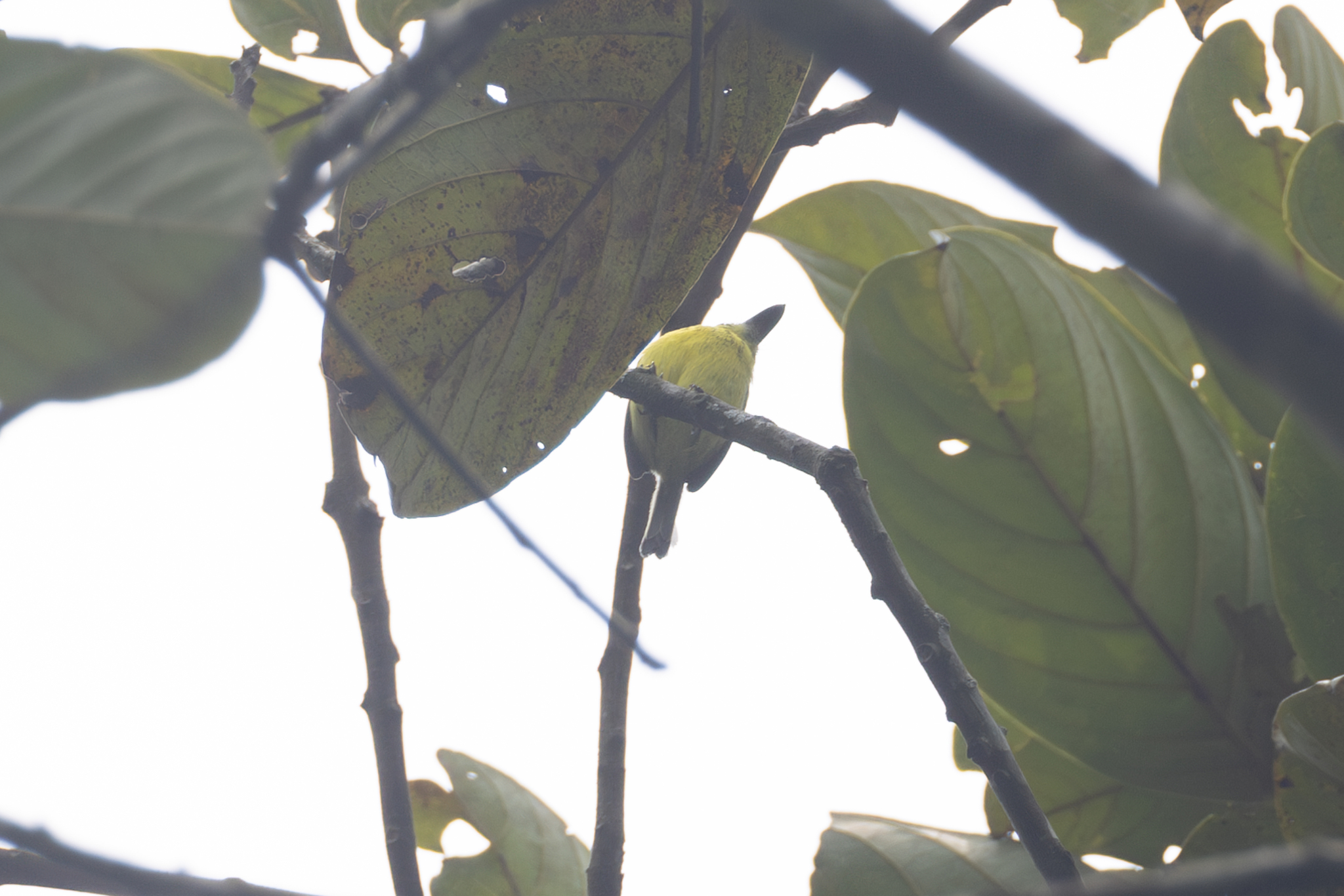 Yellow-browed Tody-Flycatcher (Todirostrum chrysocrotaphum), photo 10