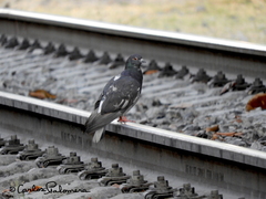 Columba livia