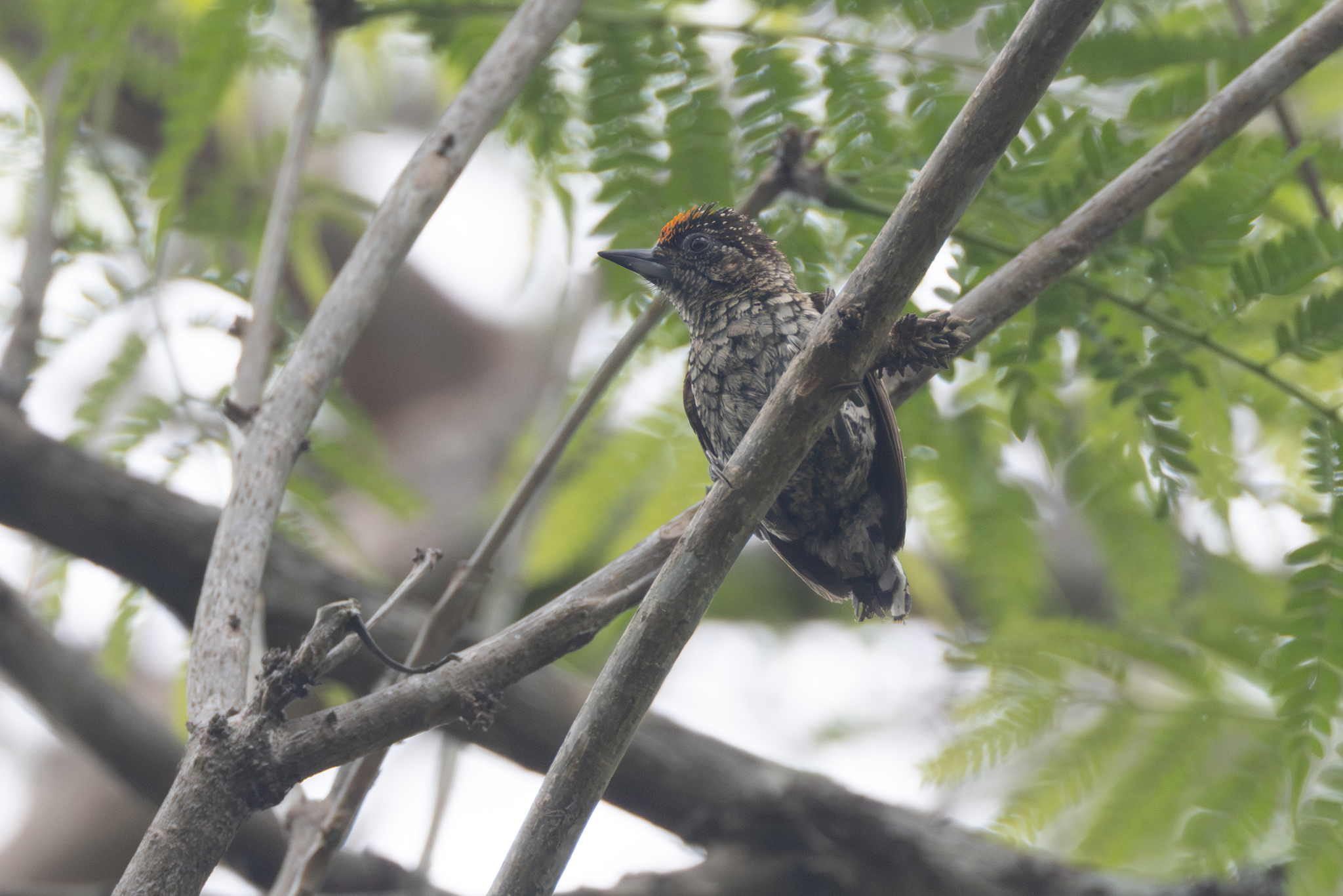Scaled Piculet (Picumnus squamulatus), photo 6