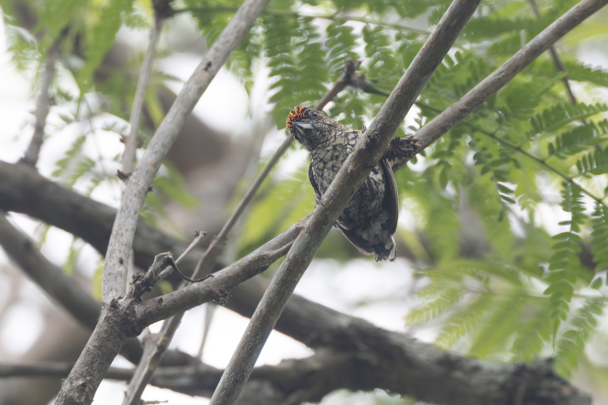 Scaled Piculet (Picumnus squamulatus), photo 7