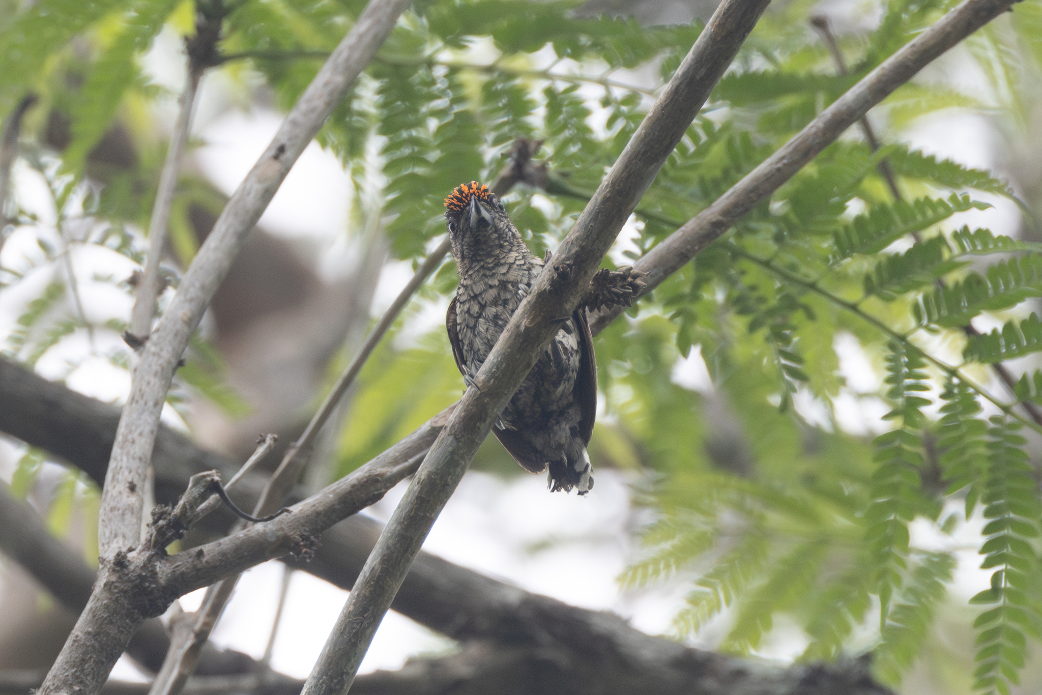 Scaled Piculet (Picumnus squamulatus), photo 8