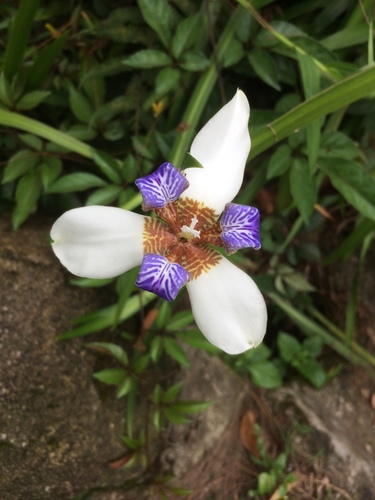 Trimezia northiana