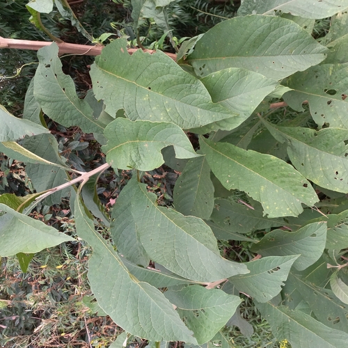 Image of Aegiphila integrifolia by (c) Patrícia Mees, some rights reserved (CC BY)