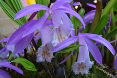 Pleione formosana