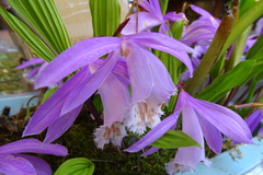 Pleione formosana
