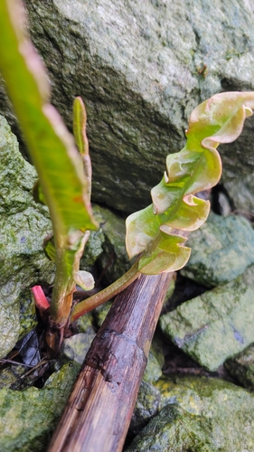 Image of Rumex occidentalis by no rights reserved