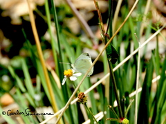 Pieris rapae rapae