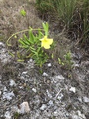 Pentalinon luteum