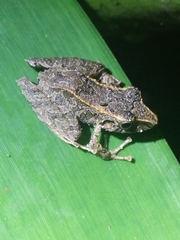 Pristimantis lanthanites