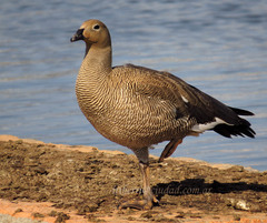 Chloephaga rubidiceps