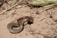 Diadophis punctatus modestus