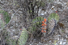 Opuntia stenopetala