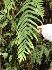 Polypodiastrum mengtzeense