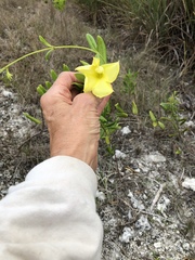 Pentalinon luteum