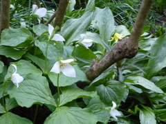 Melanthiaceae