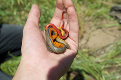 Diadophis punctatus modestus