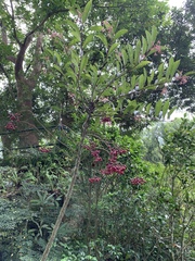Ardisia hanceana