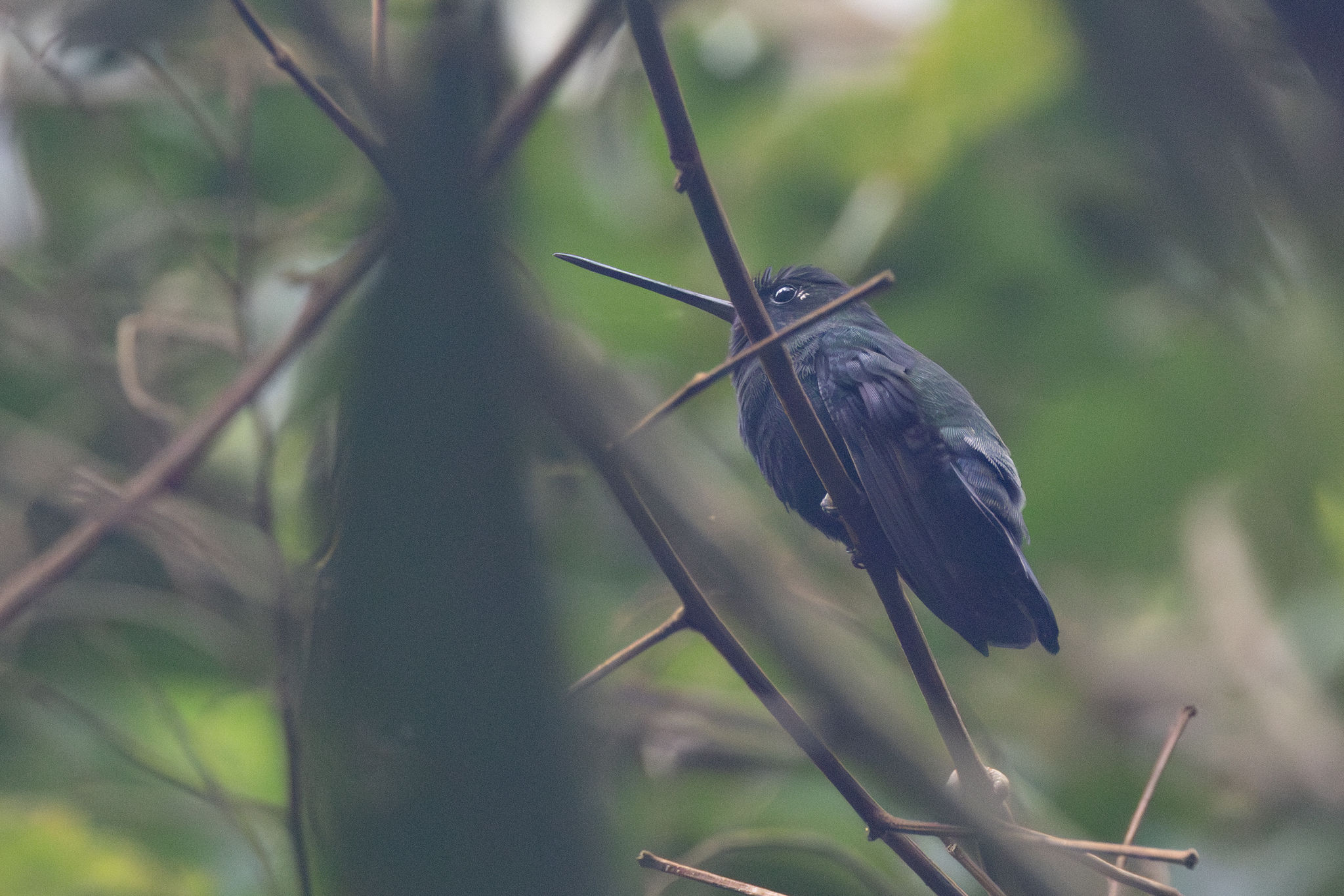 Blue-fronted Lancebill (Doryfera johannae), photo 4