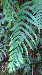 Polypodiastrum mengtzeense