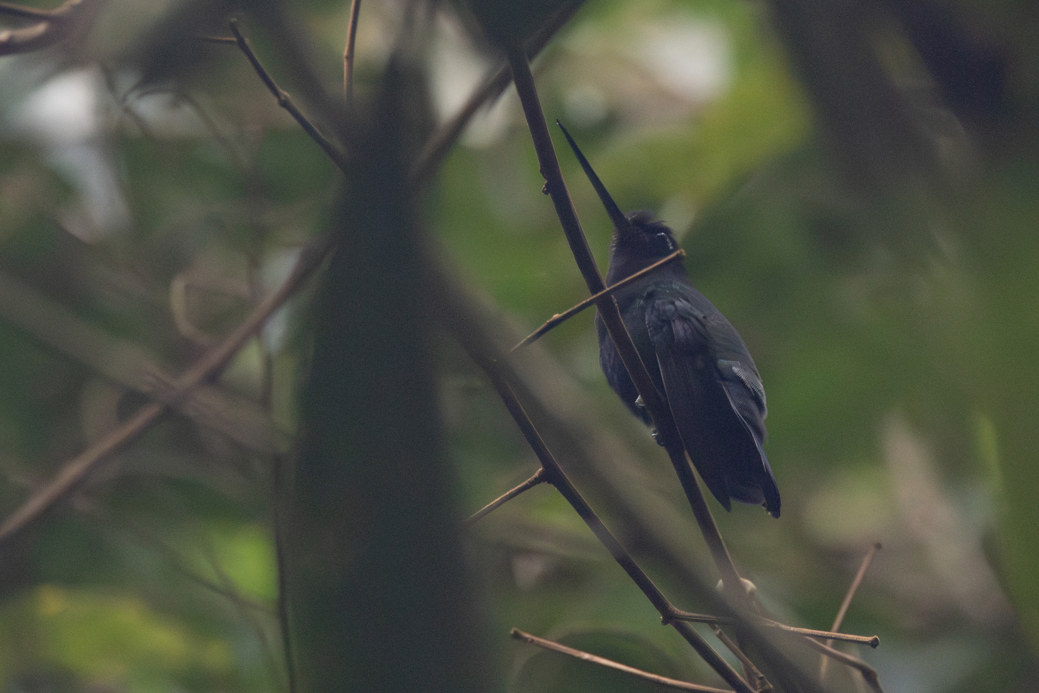 Blue-fronted Lancebill (Doryfera johannae), photo 5