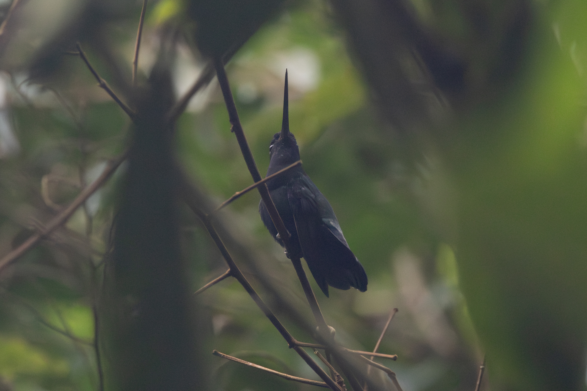 Blue-fronted Lancebill (Doryfera johannae), photo 6