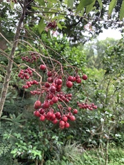 Ardisia hanceana