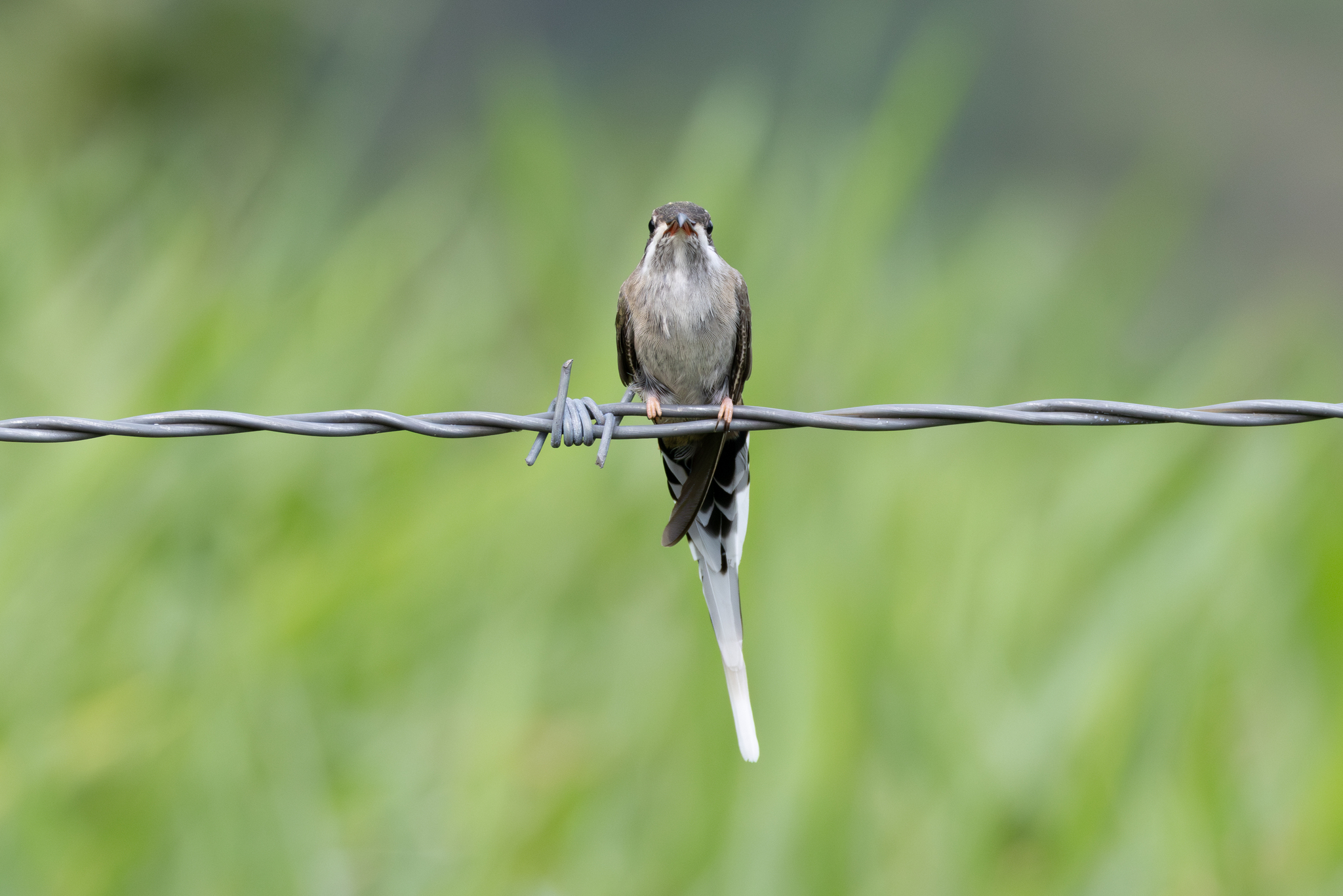 Sooty-capped Hermit (Phaethornis augusti), photo 4