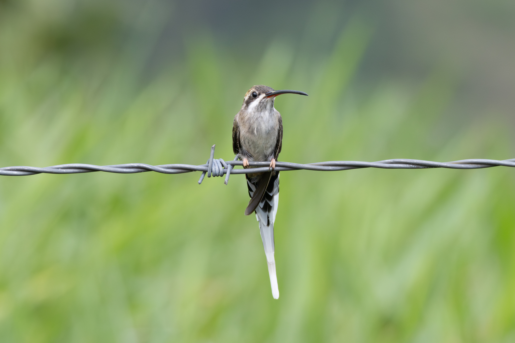 Sooty-capped Hermit (Phaethornis augusti), photo 5
