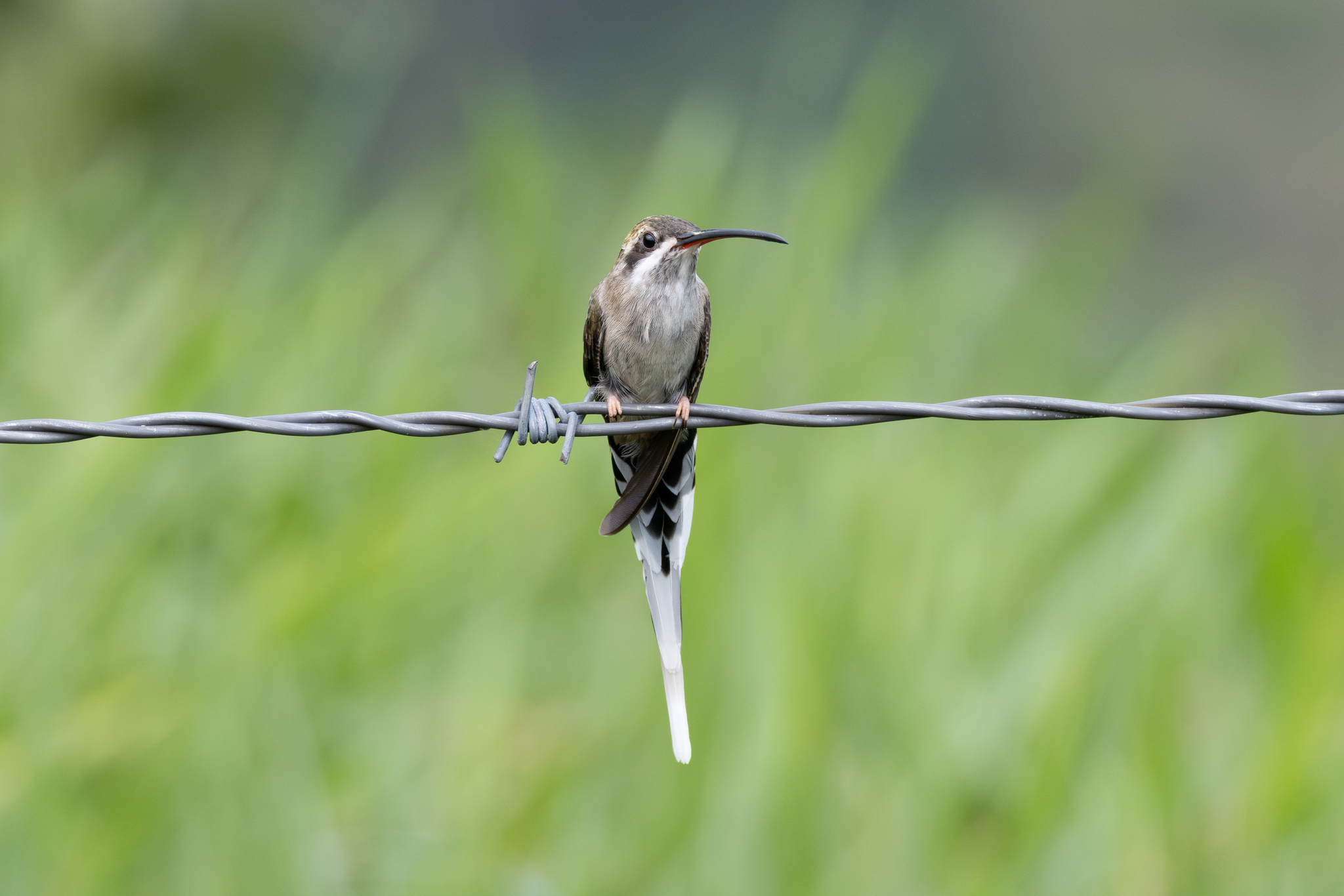 Sooty-capped Hermit (Phaethornis augusti), photo 7