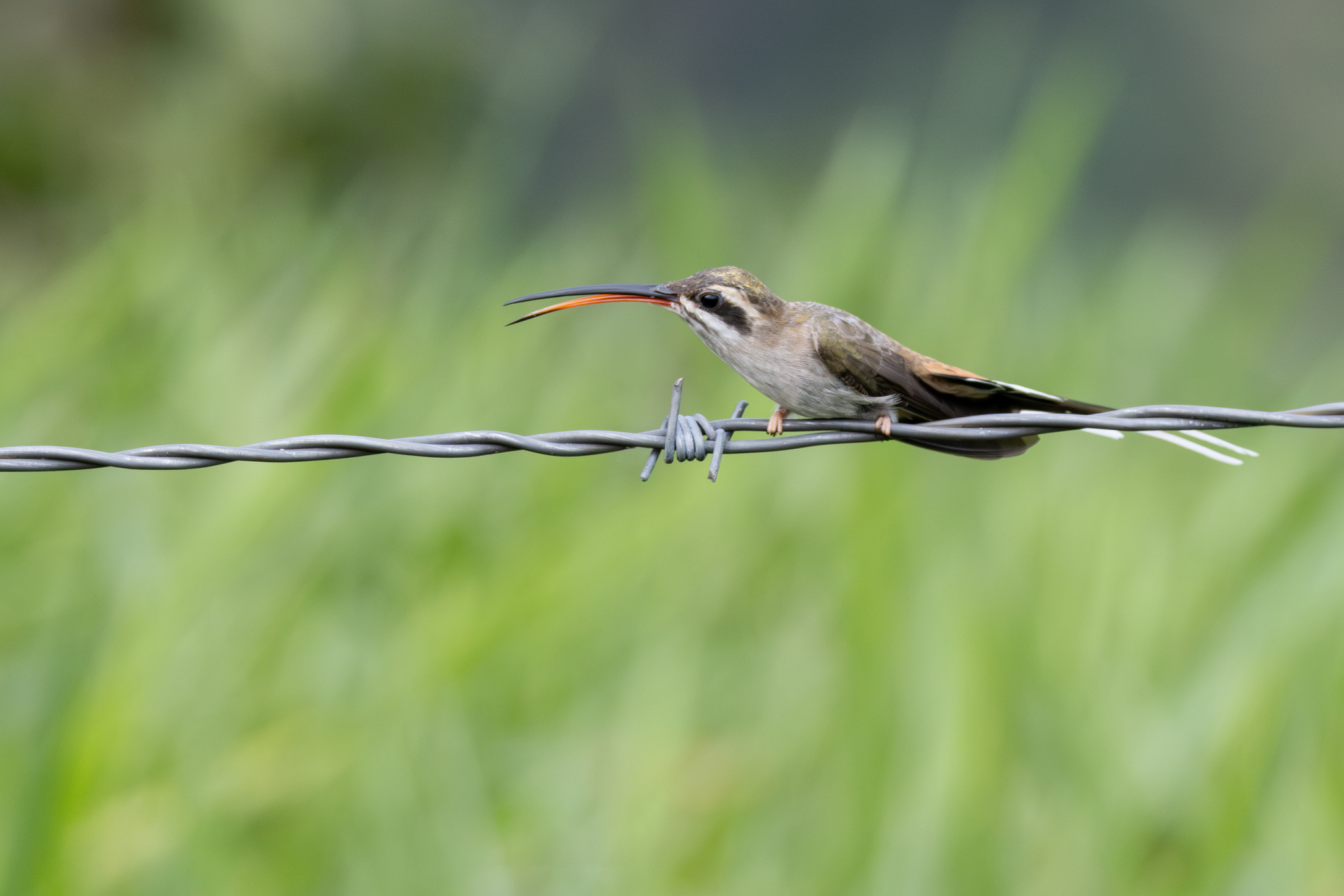 Sooty-capped Hermit (Phaethornis augusti), photo 8