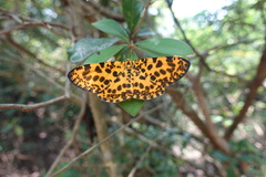 Epobeidia tigrata tigrata