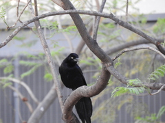 Quiscalus mexicanus
