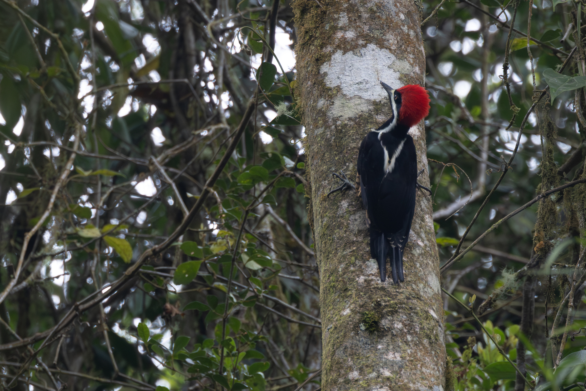 Powerful Woodpecker (Campephilus pollens), photo 10