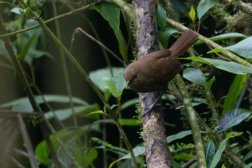 Sepia-brown Wren (Cinnycerthia olivascens), photo 10