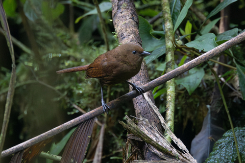 Sepia-brown Wren (Cinnycerthia olivascens), photo 8