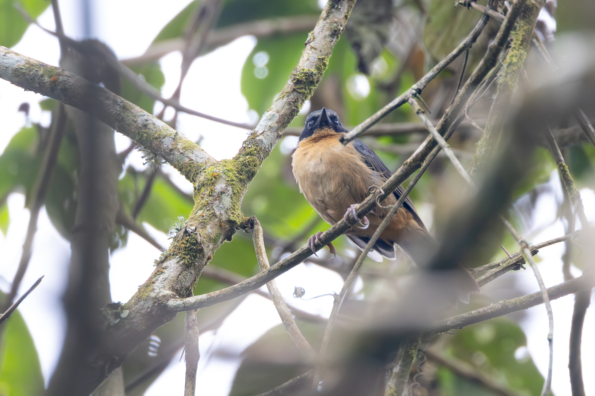 Black-eared Hemispingus (Sphenopsis melanotis), photo 7