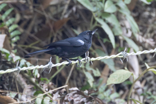 Black Flowerpiercer (Diglossa humeralis), photo 7