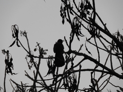 Melanotis caerulescens