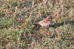 Passer rufocinctus