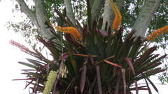Aechmea latifolia