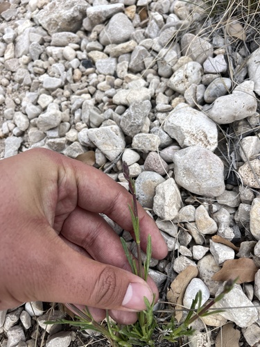 Image of Verbena perennis by (c) Brandon Corder, some rights reserved (CC BY)