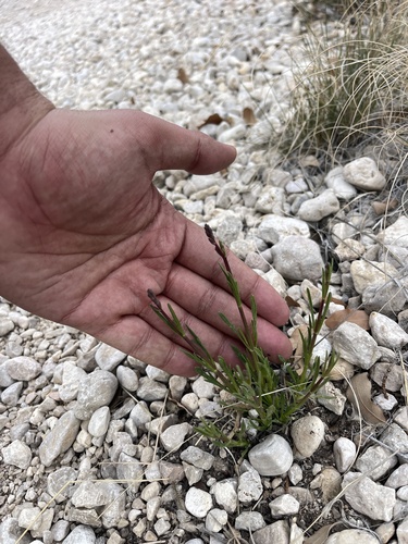 Pin-leaf vervain