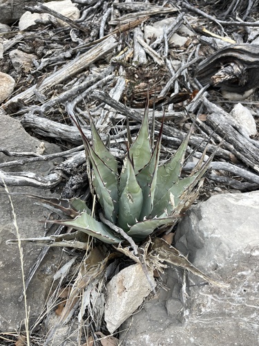 Image of Agave gracilipes by (c) Brandon Corder, some rights reserved (CC BY)
