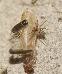 Coptotermes formosanus