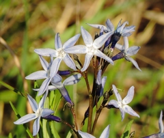 Amsonia ciliata texana