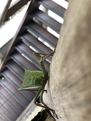 Siliquofera grandis