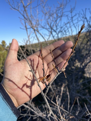 Fragrant ash